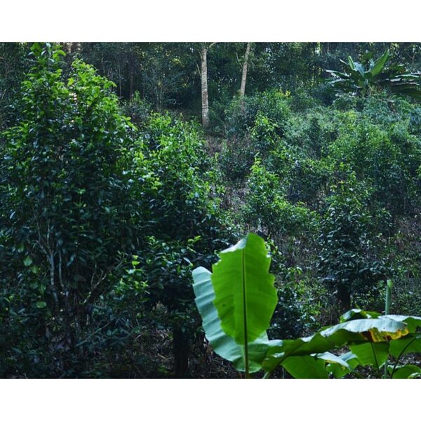 DHARA WHITE TEA 2018