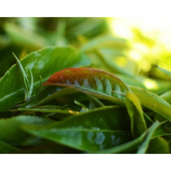 DHARA WHITE TEA 2018
