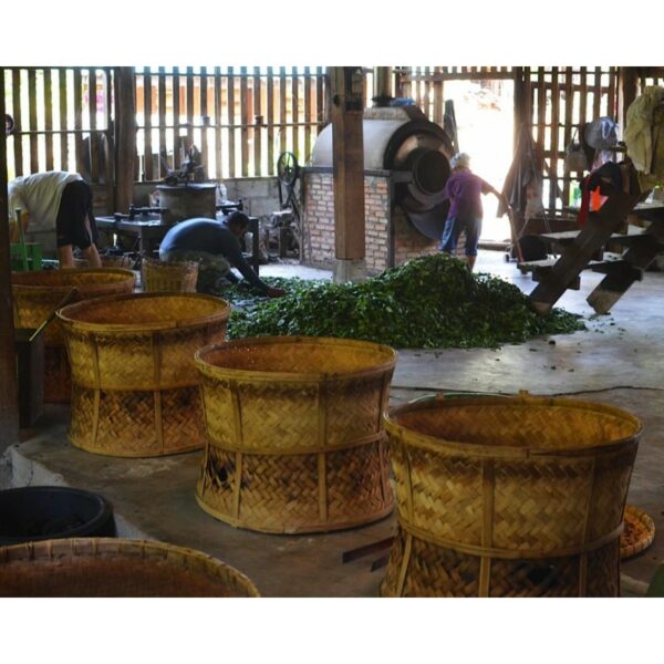 DHARA WHITE TEA 2018